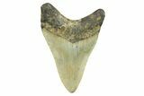 Serrated, Fossil Megalodon Tooth - North Carolina #298838-1